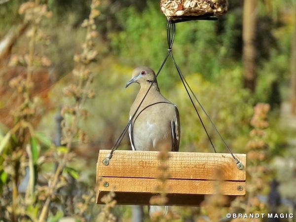 Wild Birds Unlimited - Nature Shop