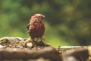 molting finch