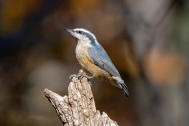 red-breasted