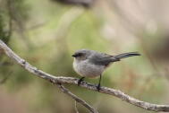Stella Coventry Bushtit