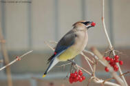 cedar waxwing